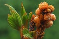 The beauty of a four-trunked coconut tree bonsai is bearing fruit. Royalty Free Stock Photo