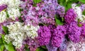 beauty fragrant lilac flowers a bunch background