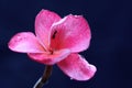 The beauty of frangipani flower in bloom.