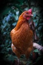 beauty of free range chicken Royalty Free Stock Photo