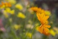 Beauty fresh back side orange cosmos flower blooming center of green leaves in botany garden