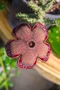 Beauty fresh flower cactus. Flower Huernia pendula or Caralluma hesperidium cactus and succulent plant . Huernia plant from garden