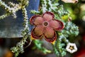 Beauty fresh flower cactus. Flower Huernia pendula or Caralluma hesperidium cactus and succulent plant . Huernia plant from garden