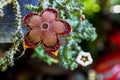 Beauty fresh flower cactus. Flower Huernia pendula or Caralluma hesperidium cactus and succulent plant . Huernia plant from garden