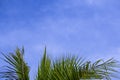 Beauty fresh green coconut palm leaves tree  curve shape on blue sky with cloudy background. sharp leaves plant tropical fruit Royalty Free Stock Photo
