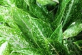 Beauty fresh green and white dot leaf texture fullframe in background. greenery foliage natural view in botanic outdoor garden. no