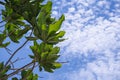 Beauty fresh green leaves tree  curve shape on blue sky background. sharp leaves plant tropical fruit trees in thailand with copy Royalty Free Stock Photo