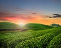 Beauty fresh green tea Royalty Free Stock Photo