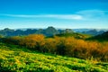 Beauty fresh green tea Royalty Free Stock Photo