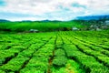 Beauty fresh green tea on Moc Chau hightland