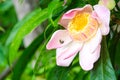 Beauty fresh gustavia gracillima pink flower endangered species with bee Royalty Free Stock Photo