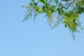 Beauty fresh abundant mango flower bouquet hanging with green leaves, Full frame on blue sky. Natural greenery enviroment copy spa Royalty Free Stock Photo