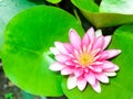 beauty fresh pink lotus yellow petals flower isolated circle green leaves background in pond. multi layer soft petal blooming Royalty Free Stock Photo