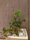 Beauty fresh Sedum album green tiny leaves tree in white pot decoration with small rock brown color background decoration in livi