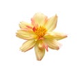 Beauty fresh top view yellow pink cosmos flower blooming and orange pollen. Isolated on white background with clipping path Royalty Free Stock Photo