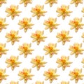 Beauty fresh yellow cosmos flower seamless patterns isolated on white background. top view floral bright pattern love theme Royalty Free Stock Photo