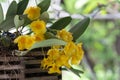 Beauty fresh yellow dendrobium orchid flower with green leaves in wooden pot hanging in botanic garden Royalty Free Stock Photo