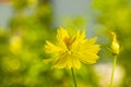 Beauty fresh yellow petals and orange gold pollen cosmos flower blooming in botany garden with copy space Royalty Free Stock Photo