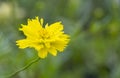 Beauty fresh yellow petals and orange pollen cosmos flower blooming in botany garden with copy space Royalty Free Stock Photo