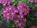 beauty freshness pink flower blooming with green leaves in botany garden. Bouquet flora violet heart petal symbol of love and