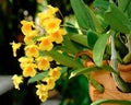 beauty freshness yellow bouquet dendrobium orchid flower with green leaves in orange clay pot at botanic garden Royalty Free Stock Photo