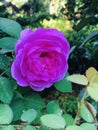 Beauty full purple color rose flower Royalty Free Stock Photo