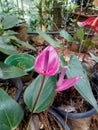 Purple Anthurium