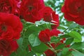 Beauty garden red roses Royalty Free Stock Photo