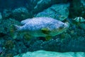 Beauty giant grouper fish Royalty Free Stock Photo