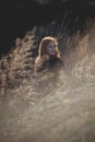 Beauty Girl Outdoors enjoying nature. Beautiful Teenage Model girl with long healthy blowing hair running on the Spring Field, Sun Royalty Free Stock Photo