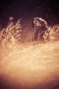 Beauty Girl Outdoors enjoying nature. Beautiful Teenage Model girl with long healthy blowing hair running on the Spring Field, Sun Royalty Free Stock Photo