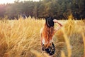 Beauty Girl Outdoors enjoying nature. Pretty Teenage Model in hat running on the Spring Field, Sun Light. Romantic Royalty Free Stock Photo