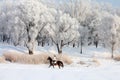 Beauty girl riding her horse through snow fields Royalty Free Stock Photo