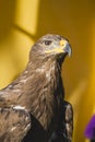 Beauty golden eagle, detail of head with large eyes, pointed beak Royalty Free Stock Photo