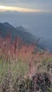 the beauty of the grass growing on Mount Guntur, Garut Royalty Free Stock Photo
