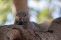 Beauty Gray squirrels are eating nut on tree branches.