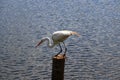 The beauty of the Great Egret found at Lagoa do ViolÃÂ£o in Torres in Rio Grande do Sul, Brazil.