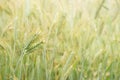 Beauty Green barley field background