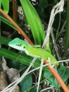 Green Crested Lizard Bronchocela cristatella Royalty Free Stock Photo