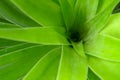 Beauty green leaf background Royalty Free Stock Photo