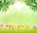 Beauty green leaf and flower on grass spring season Royalty Free Stock Photo