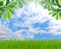 Beauty green leaf and grass spring season Royalty Free Stock Photo