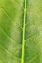 the beauty green leaf with organic and nature texture Royalty Free Stock Photo
