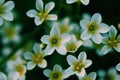 beauty green nature flowers macro