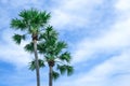 beauty green palm tree high level on blue sky background. sharp leaves plant tropical fruit tree in thailand Royalty Free Stock Photo