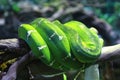 Beauty Green snake in the tree Royalty Free Stock Photo