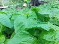 The beauty of green spinach leaves in the garden with the scientific name Amaranthus blitum.