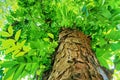 The beauty of a tree with green leafs in forest Royalty Free Stock Photo