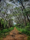 The beauty of green trees with fallen leaves, very beautiful immortalized