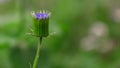 The beauty Green Wildflower growing near Kalaw Royalty Free Stock Photo